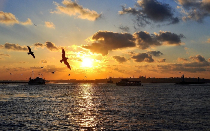 Seagulls flying over water at sunset with city skyline