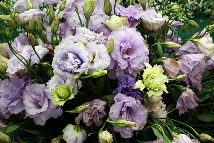 Close-up of a bouquet of Eustoma flowers
