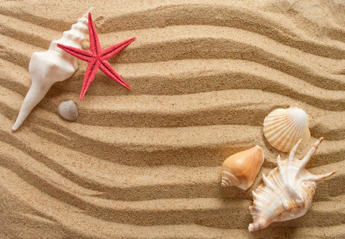 Shells and Starfish on Sand