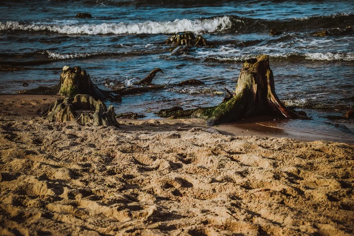 Tree stumps on a sandy beach by the Baltic Sea
