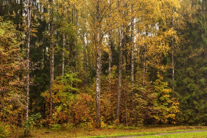 Autumn forest with birch and fir trees in Pavlovsk