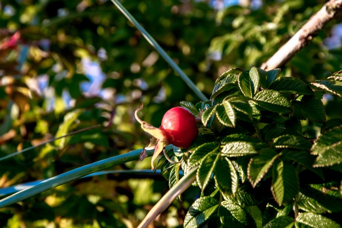 Rose hip on a shrub with green foliage