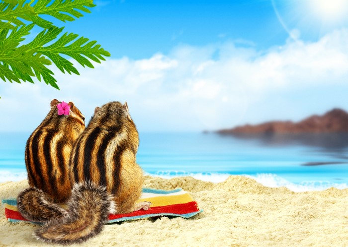 Two chipmunks on a beach towel looking at the ocean