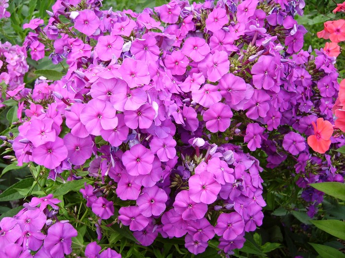 Purple Phlox Flowers in Bloom