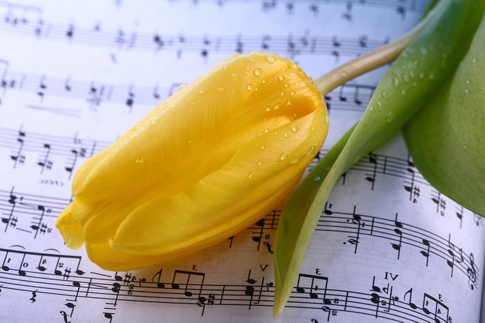 Yellow Tulip with Water Drops on Sheet Music