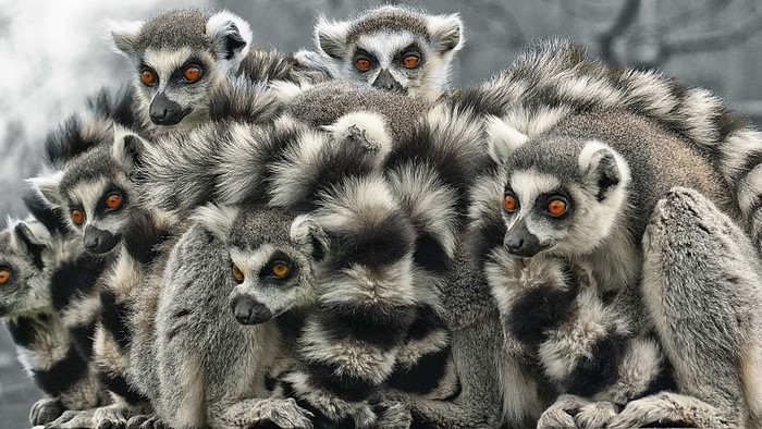 A group of ring-tailed lemurs huddled together