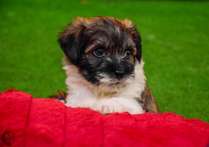 Chinese Crested Puppy on Red Blanket