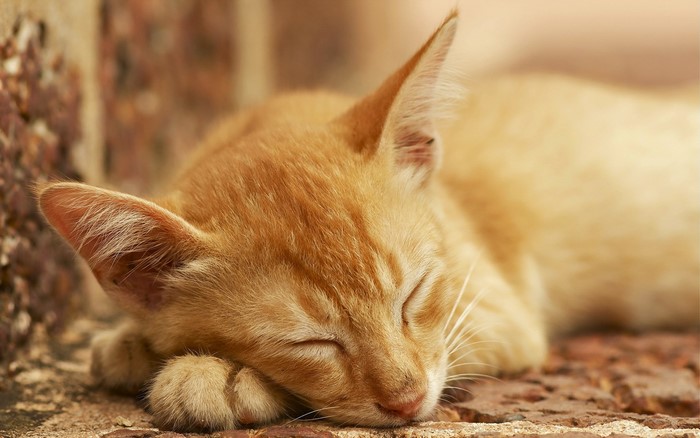 Ginger kitten sleeping on bricks