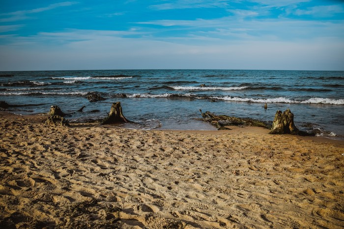 Tree stumps on a sandy beach by the Baltic Sea
