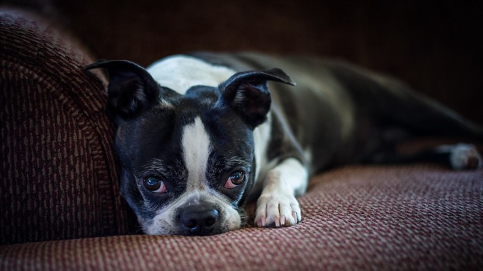 Boston Terrier dog lying on a couch