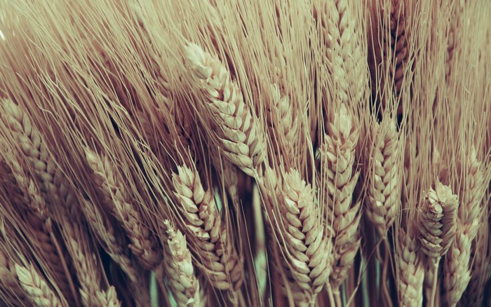 Closeup of many wheat ears