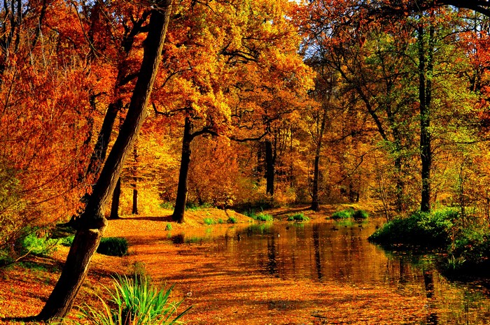 Autumn forest with a pond and fallen leaves