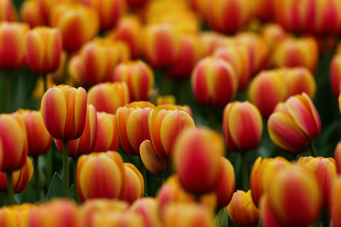 Field of Orange and Yellow Tulips