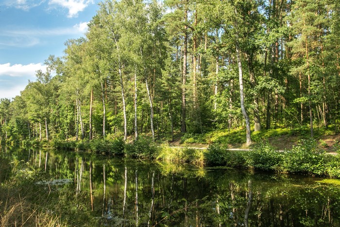 River and forest in Germany during summer