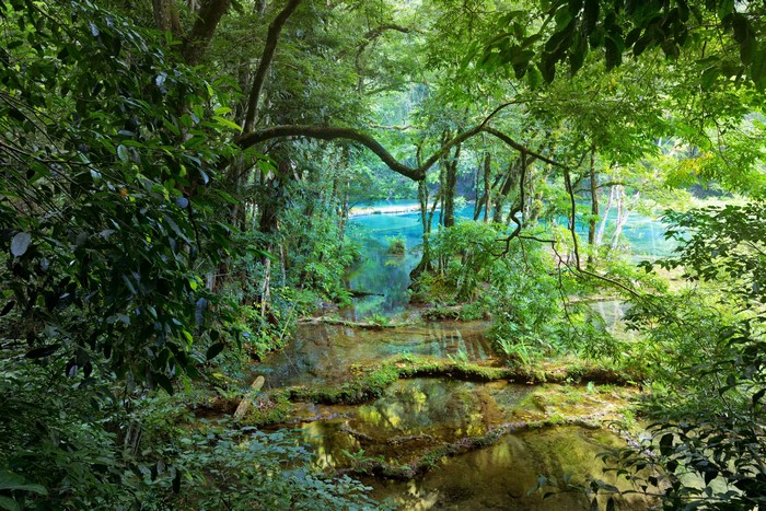 Jungle river with trees and branches