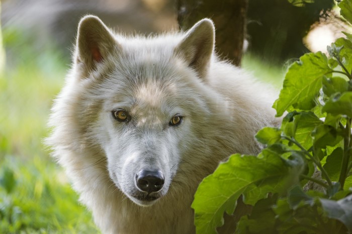 White wolf in green foliage