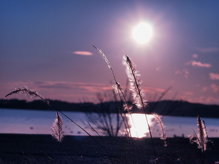 Tall grass silhouetted against the sun over a lake
