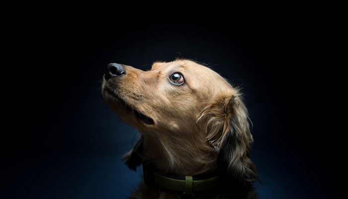Brown dog looking up against dark background