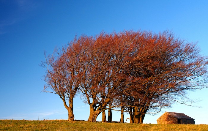 Autumn trees and a stone building under a blue sky