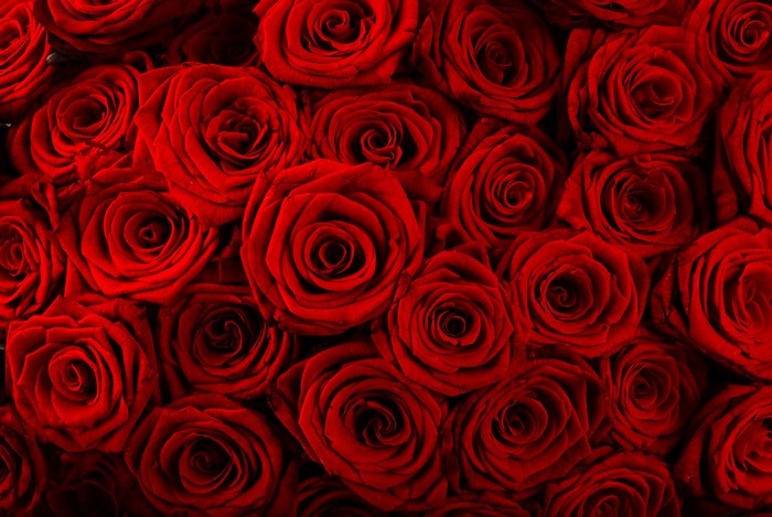 Many Red Roses Closeup 4K