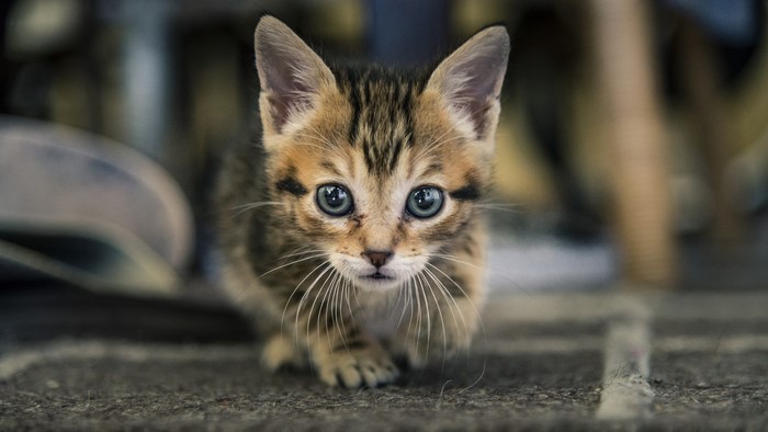 A tabby kitten with blue eyes looks forward