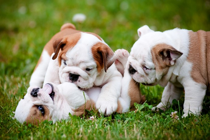 Three Bulldog Puppies Playing in Grass