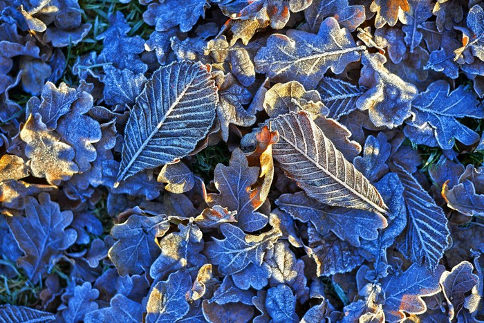 Frosty Oak Leaves in Winter