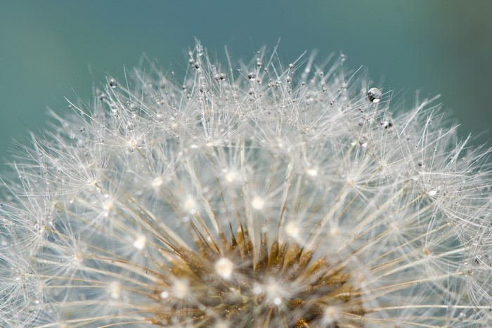 Dandelion seed head with water droplets