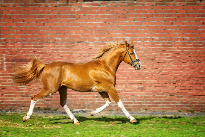Brown horse running in front of a brick wall