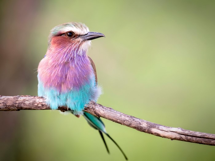 Lilac-breasted Roller bird on a branch