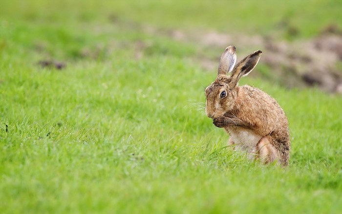 Brown hare sitting in green grass