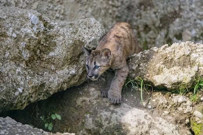 Cougar cub with blue eyes on rocks