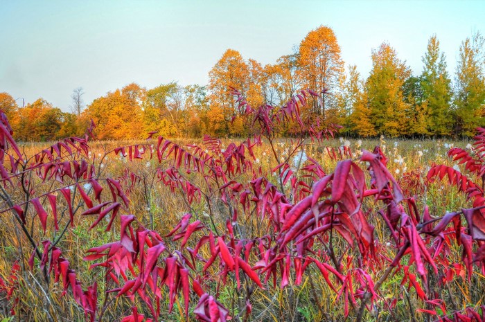 Autumn field with red sumac and colorful trees