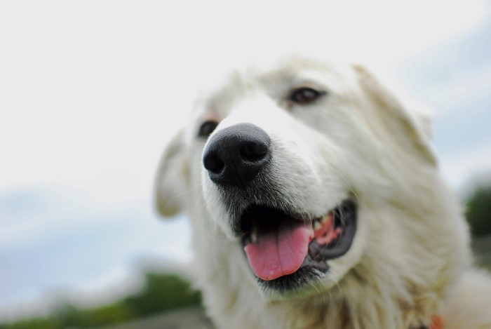 Close-up of a white dog's snout and mouth