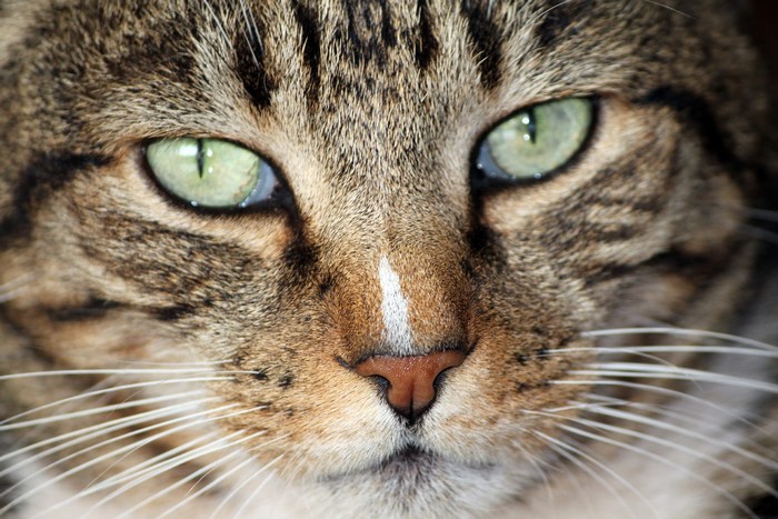 Close-up of a tabby cat's face with green eyes