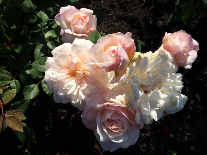 Pink and white roses in a garden