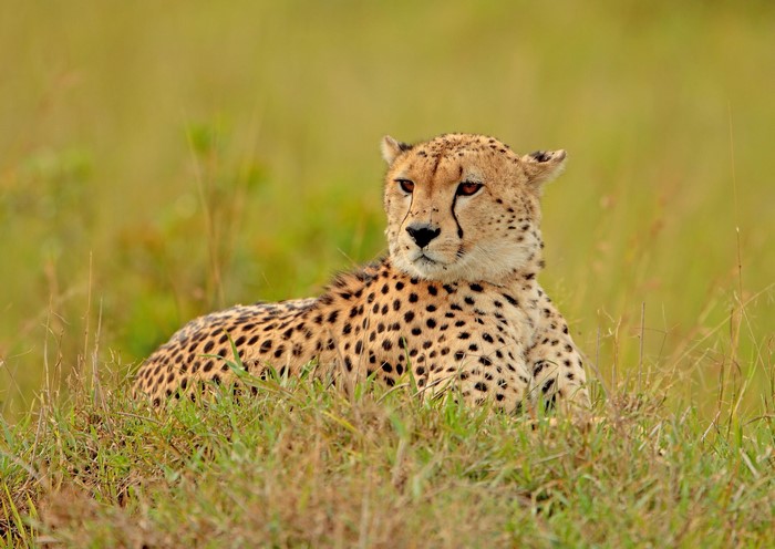 Cheetah lying in tall grass