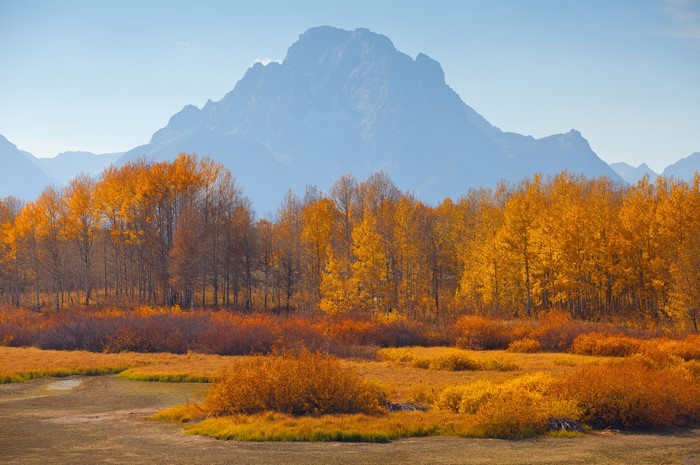 Autumn trees in front of mountains