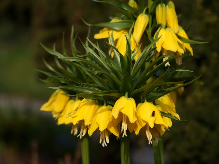 Yellow Fritillaria flowers with a bee