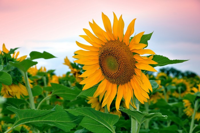 Field of Sunflowers at Sunset