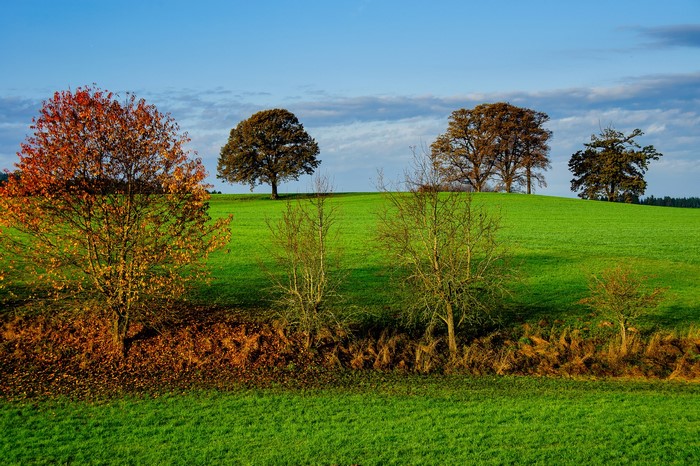 Autumn trees on a green hill under a blue sky