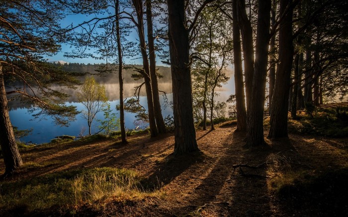 Misty lake and pine forest at sunrise