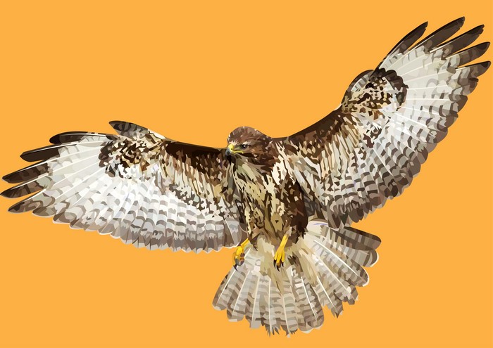 Vector graphic of a hawk in flight