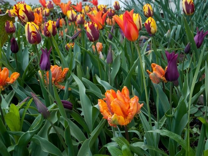 A bed of colorful tulips in bloom