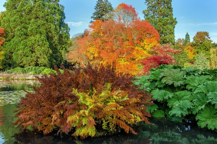 Autumn foliage reflected in a pond at Sheffield Park Garden, UK
