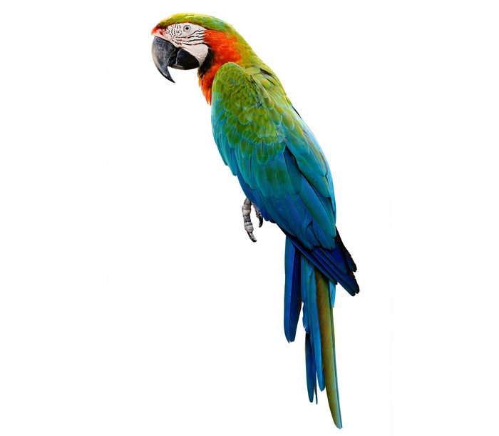 Harlequin Macaw Parrot