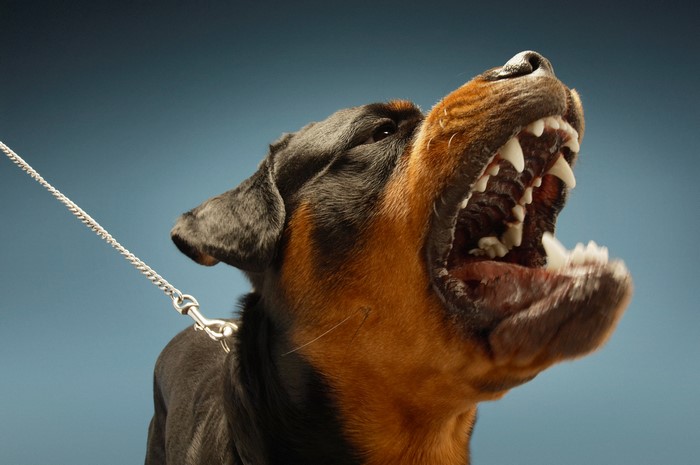 Rottweiler dog barking with open mouth
