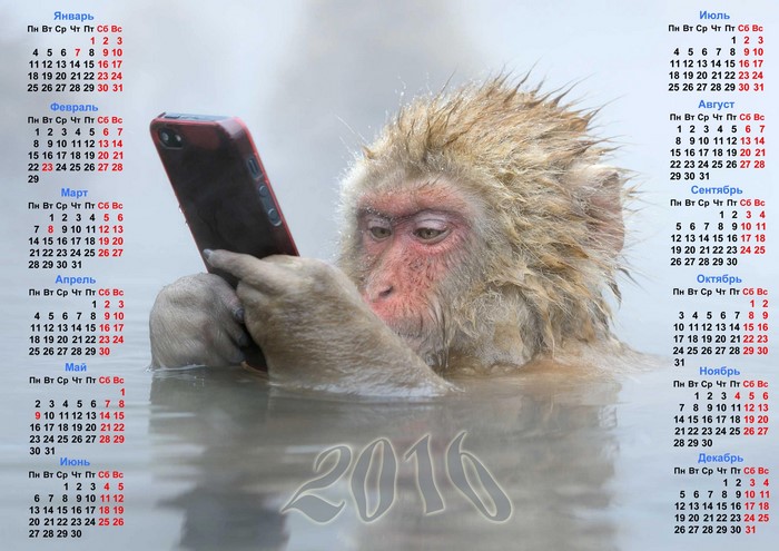 Monkey with Smartphone Calendar 2016