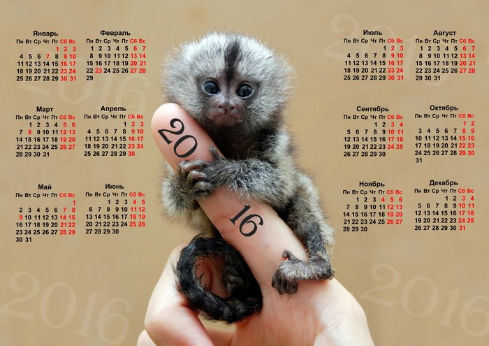 Monkey holding a finger with 2016 calendar