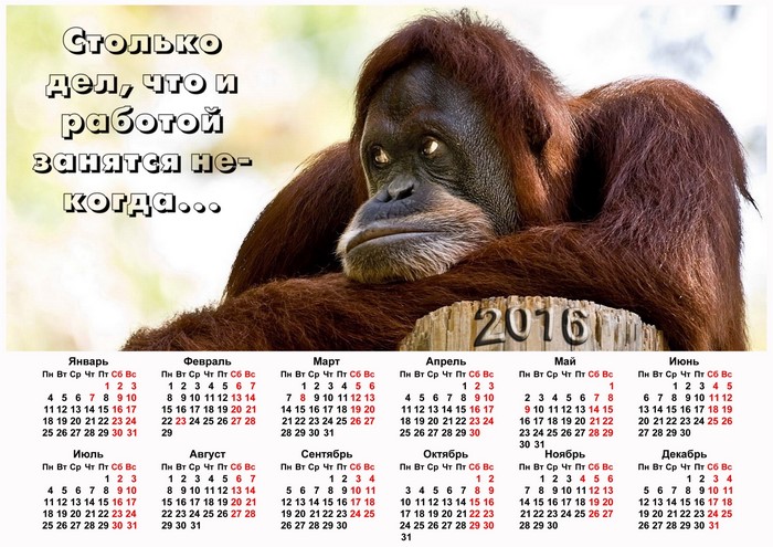 Orangutan with 2016 Calendar